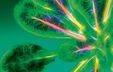 Image of a plant viewed through a microscopic or specialized visual lens, with its stem glowing brightly with an intense light. Image of a plant viewed through a microscopic or specialized visual lens, with its stem glowing brightly with an intense light.