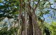 Photograph of a tall tree Photograph of a tall tree