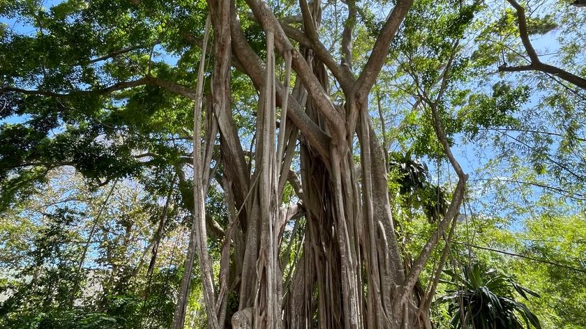 Photograph of a tall tree