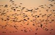 Photograph by Barth Bailey showing a flock of birds flying against an orange sunset gradient, forming a striking pattern in the sky.