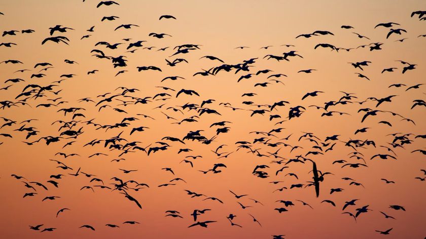 Photograph by Barth Bailey showing a flock of birds flying against an orange sunset gradient, forming a striking pattern in the sky.