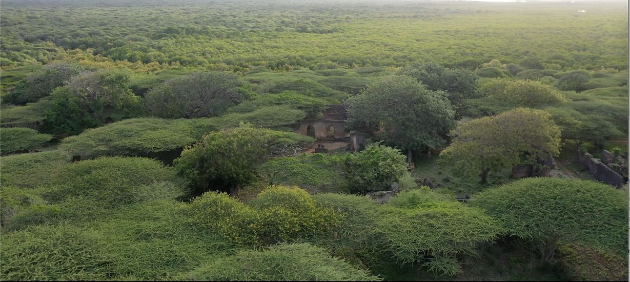 Aerial photograph of a forest viewed from above. Aerial photograph of a forest viewed from above.