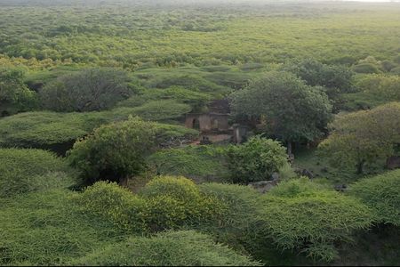 Aerial photograph of a forest viewed from above. Aerial photograph of a forest viewed from above.