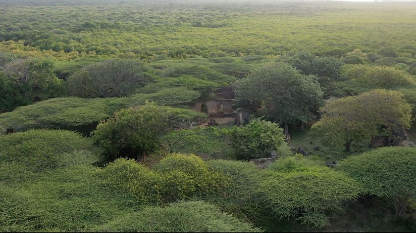 Aerial photograph of a forest viewed from above.