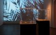 Photograph of an installation featuring two square glass boxes set against a video projection showing shadows of leaves. Photograph of an installation featuring two square glass boxes set against a video projection showing shadows of leaves.