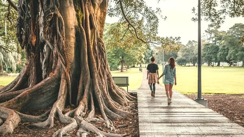 Two people are walking beside a huge tree trunk.