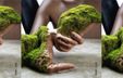 AI-generated image of a distorted human hand holding a fragment of soil covered with moss.