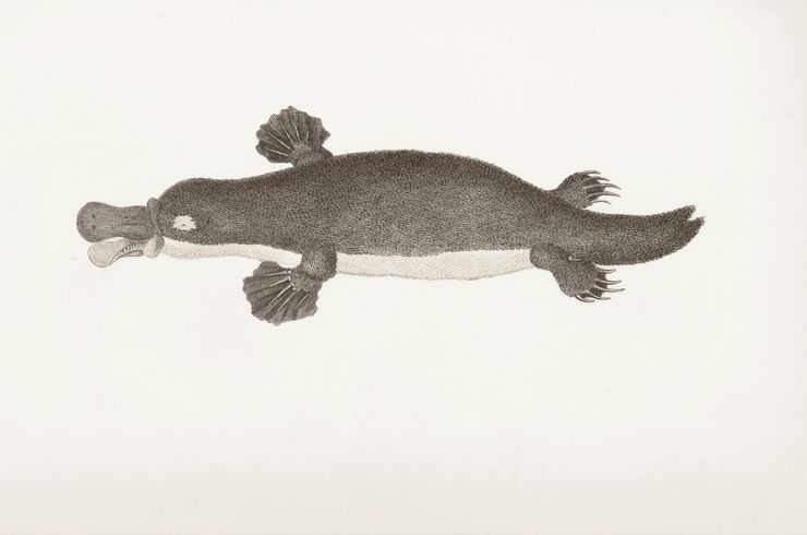 A platypus.