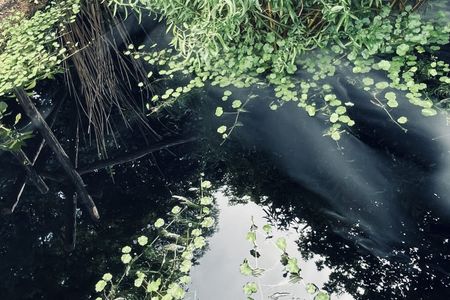 Photograph of a pond in a garden covered by dense smoke. The water appears black, with plants growing on its surface.