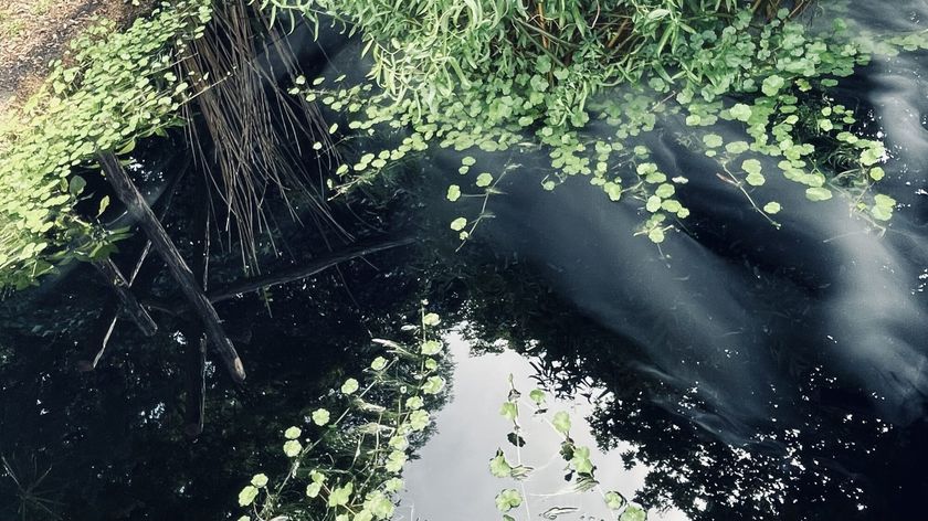 Photograph of a pond in a garden covered by dense smoke. The water appears black, with plants growing on its surface.
