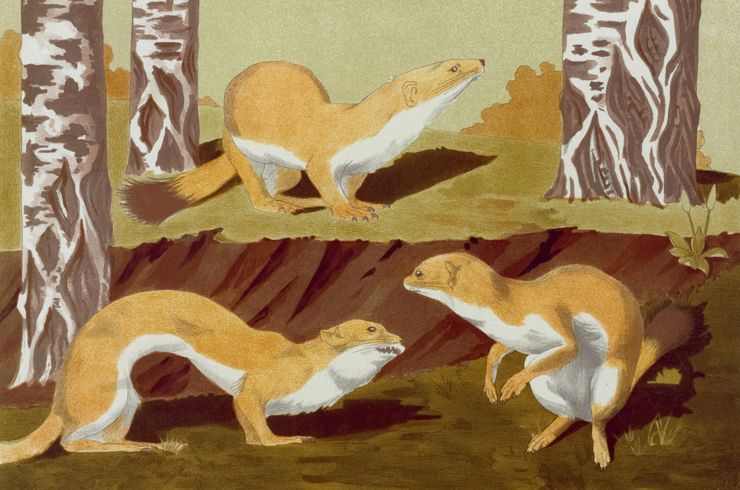 A bunch of stoats.