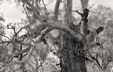 Black-and-white photograph of a beautiful tree with spreading, intricate branches. Black-and-white photograph of a beautiful tree with spreading, intricate branches.