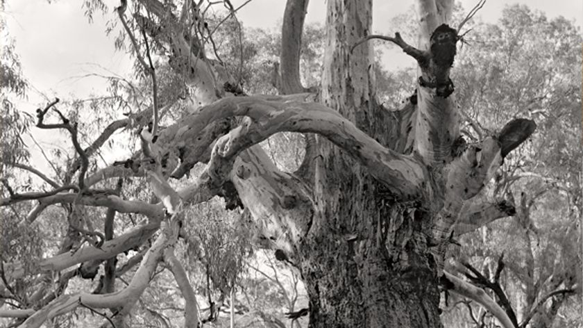 Black-and-white photograph of a beautiful tree with spreading, intricate branches.
